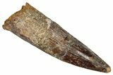 Fossil Spinosaurus Tooth - Real Dinosaur Tooth #344868-1